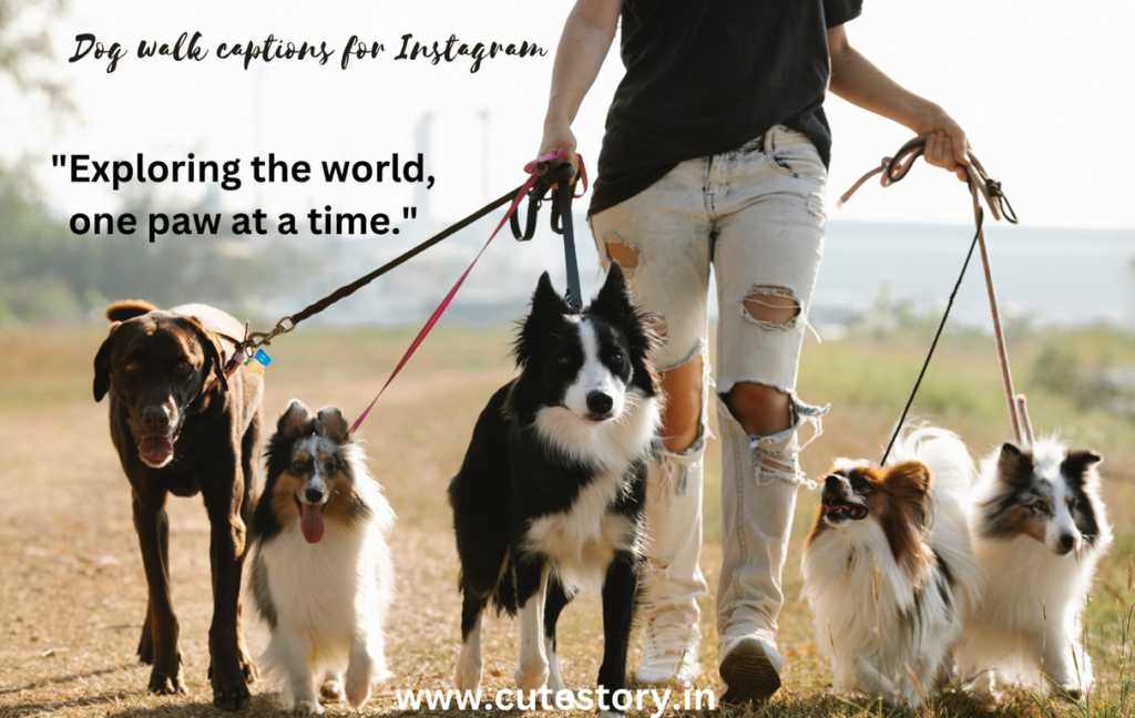 Dog walk captions for Instagram
